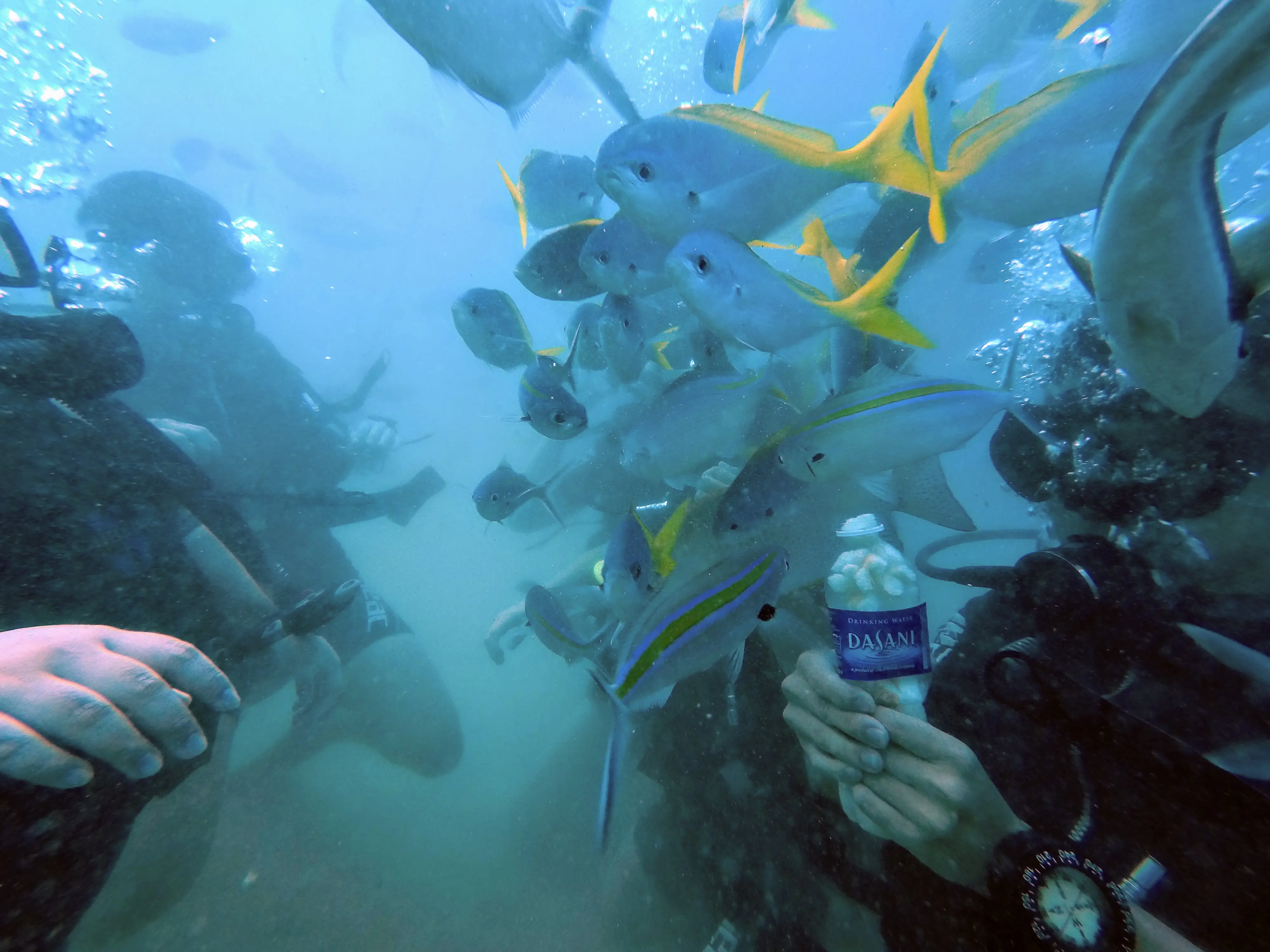 Feeding fishes photo